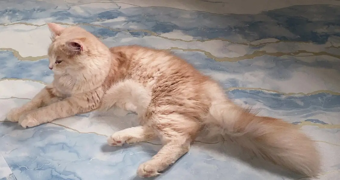 Fluffy Cream-Peach Persian Mix kitten — photo 2