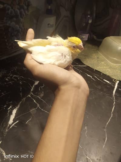 All bird  training add  only OLx only