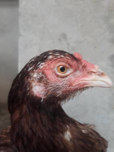 Pure Aseel Hen For Sale