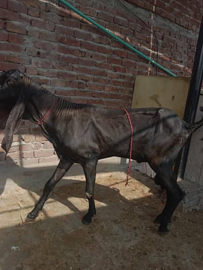 4daant beetal Bakra