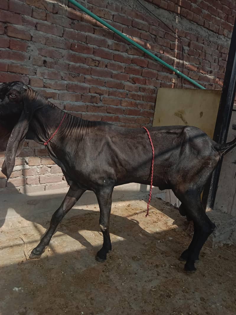 4daant beetal Bakra 0