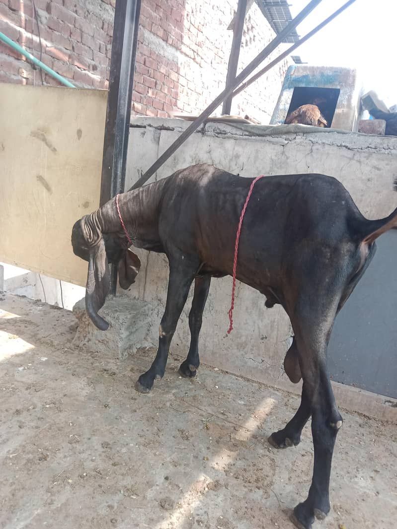 4daant beetal Bakra 1