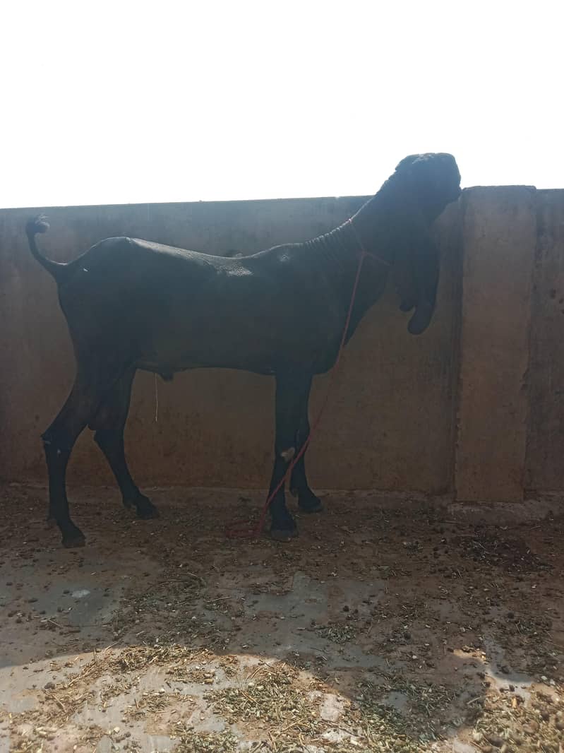 4daant beetal Bakra 2