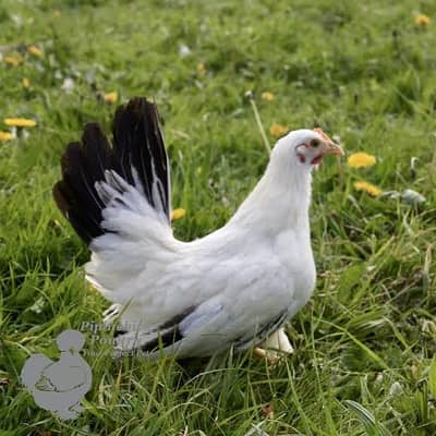 black tail Japanese female
