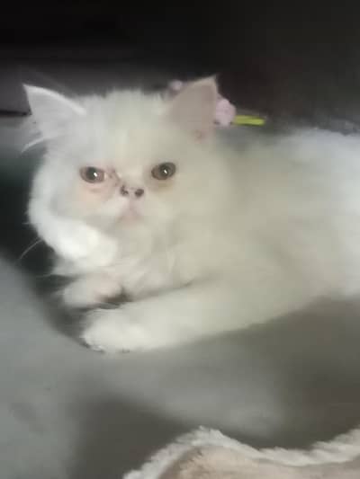 cats for sale