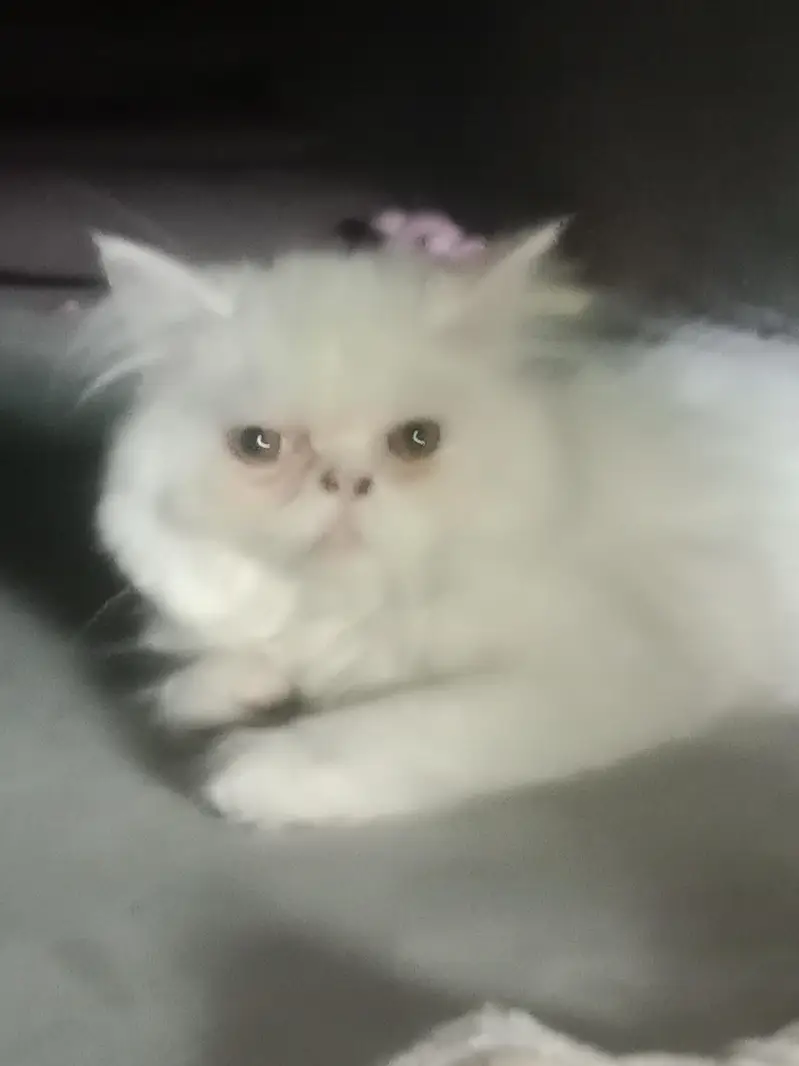 cats for sale — photo 2