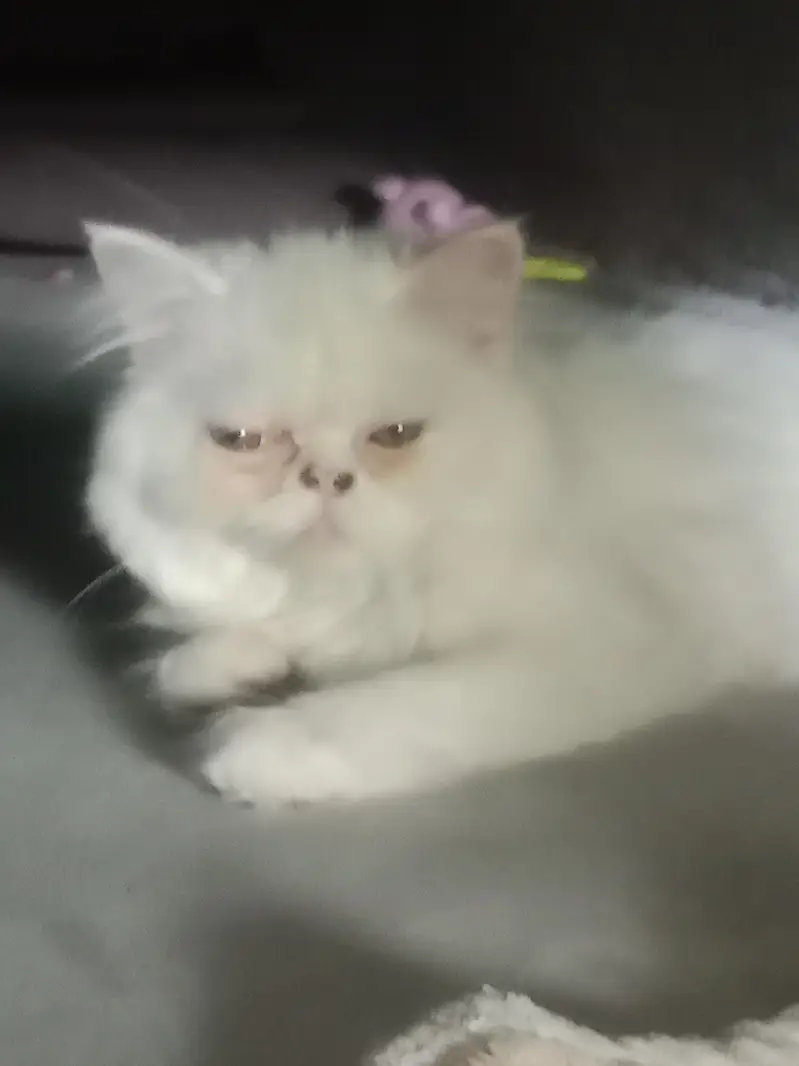 cats for sale — photo 3