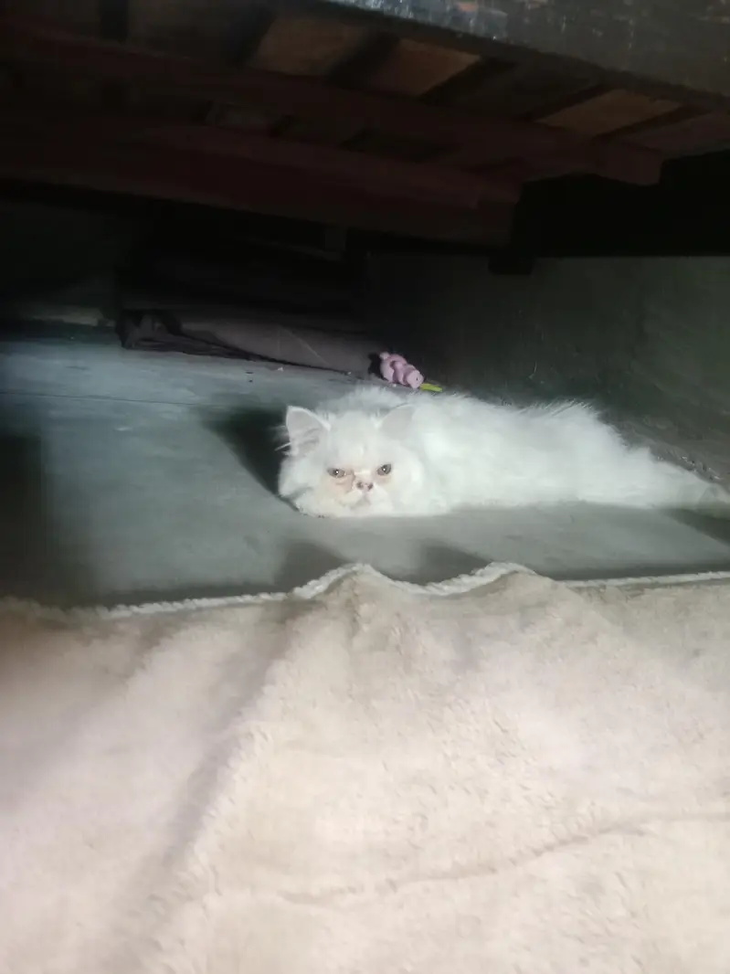 cats for sale — photo 5