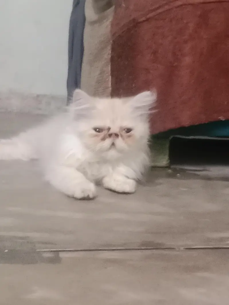 cats for sale — photo 6