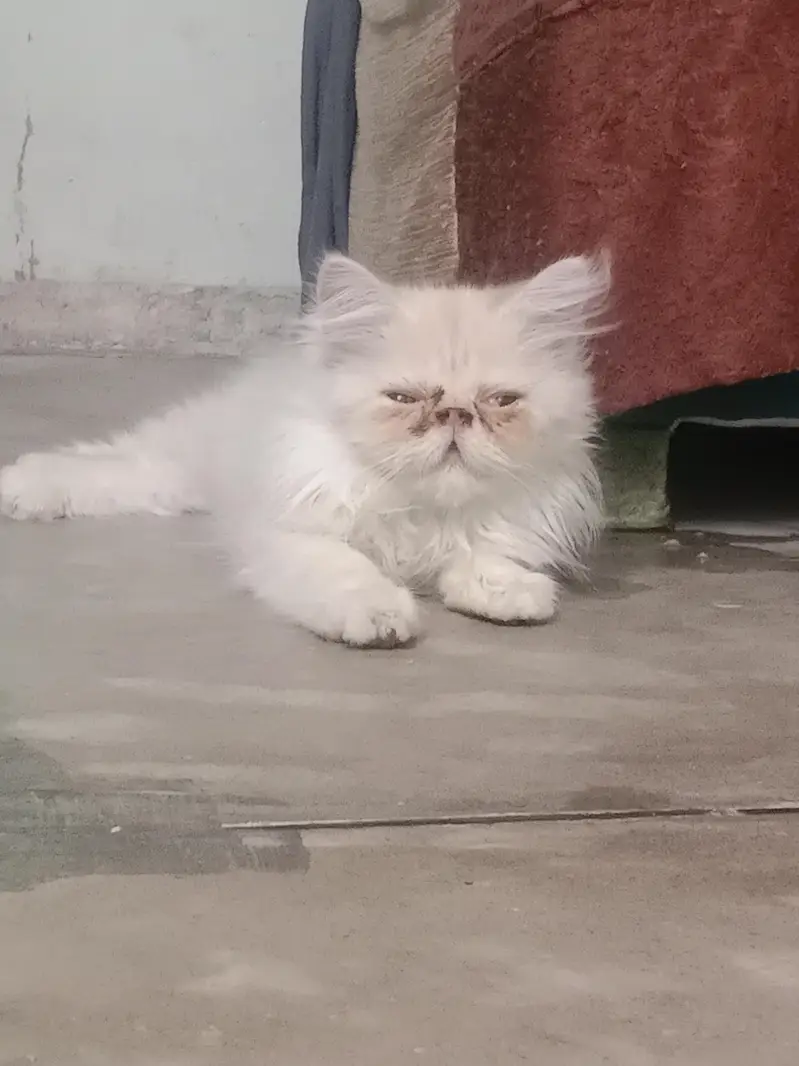 cats for sale — photo 7