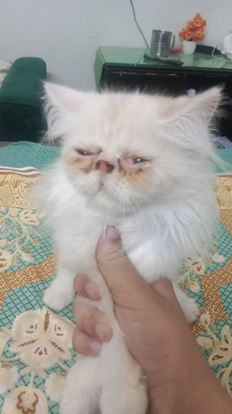 cats for sale — photo 8