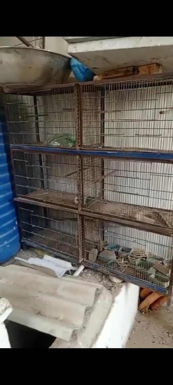 10 podison wala cage 5 podision wala cage — photo 2