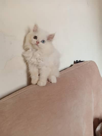 Persian Odd Eyes Female Triple Coated Kitten for Sale