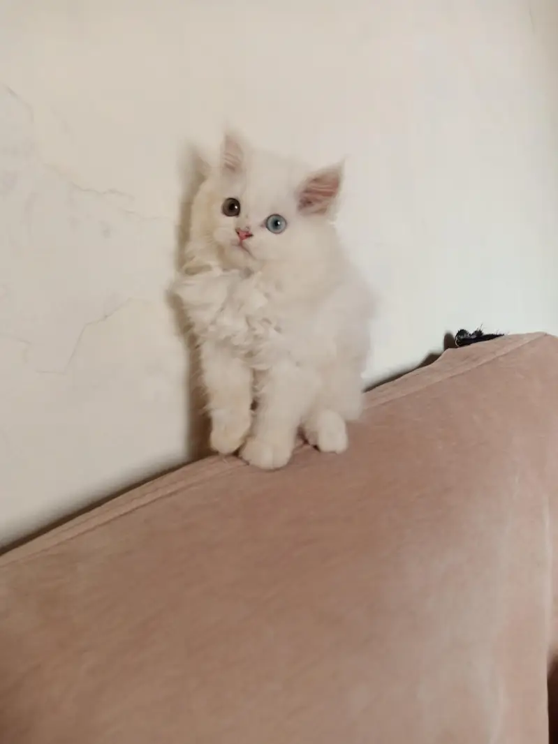Persian Odd Eyes Female Triple Coated Kitten for Sale — photo 2