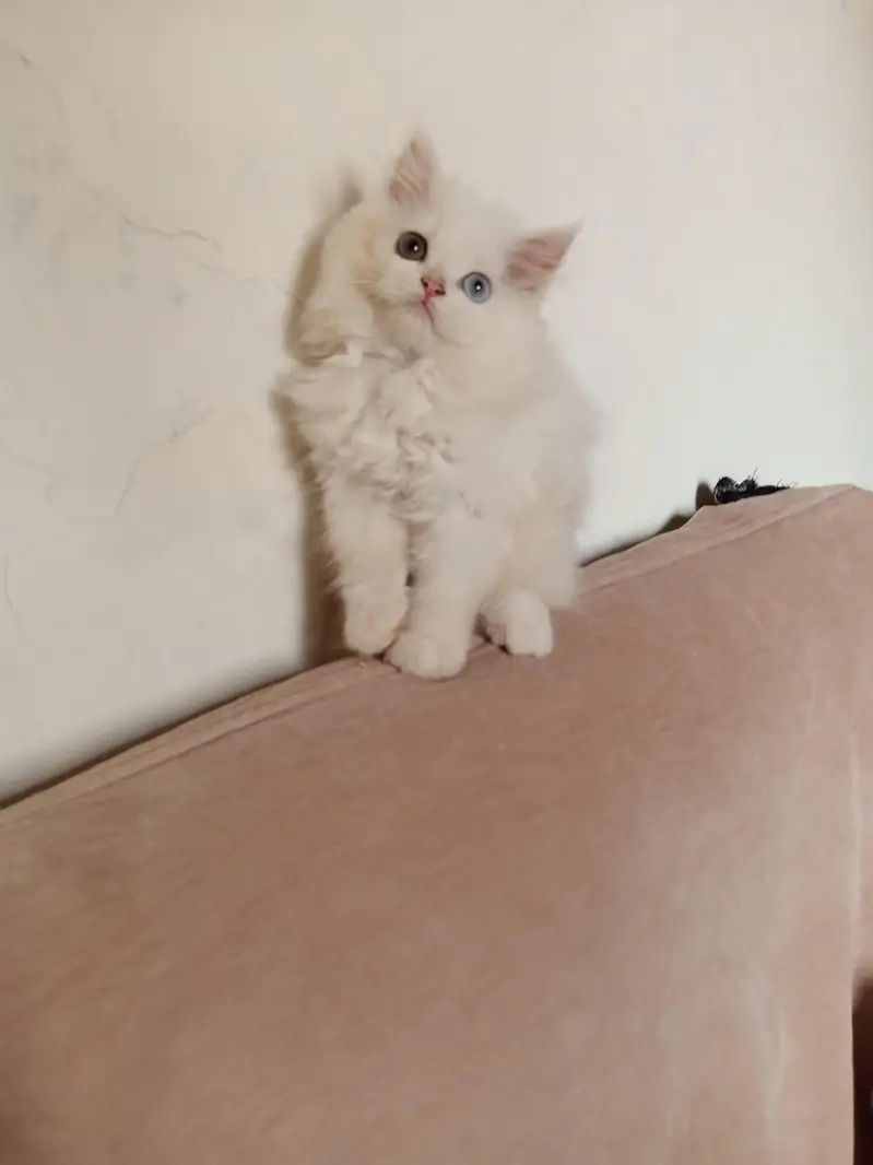 Persian Odd Eyes Female Triple Coated Kitten for Sale — photo 3