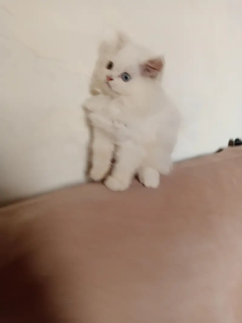 Persian Odd Eyes Female Triple Coated Kitten for Sale — photo 4