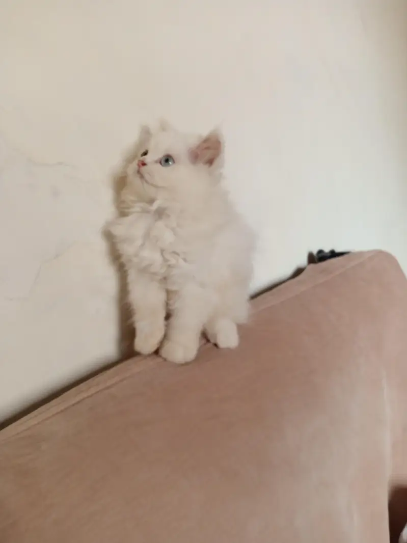 Persian Odd Eyes Female Triple Coated Kitten for Sale — photo 5