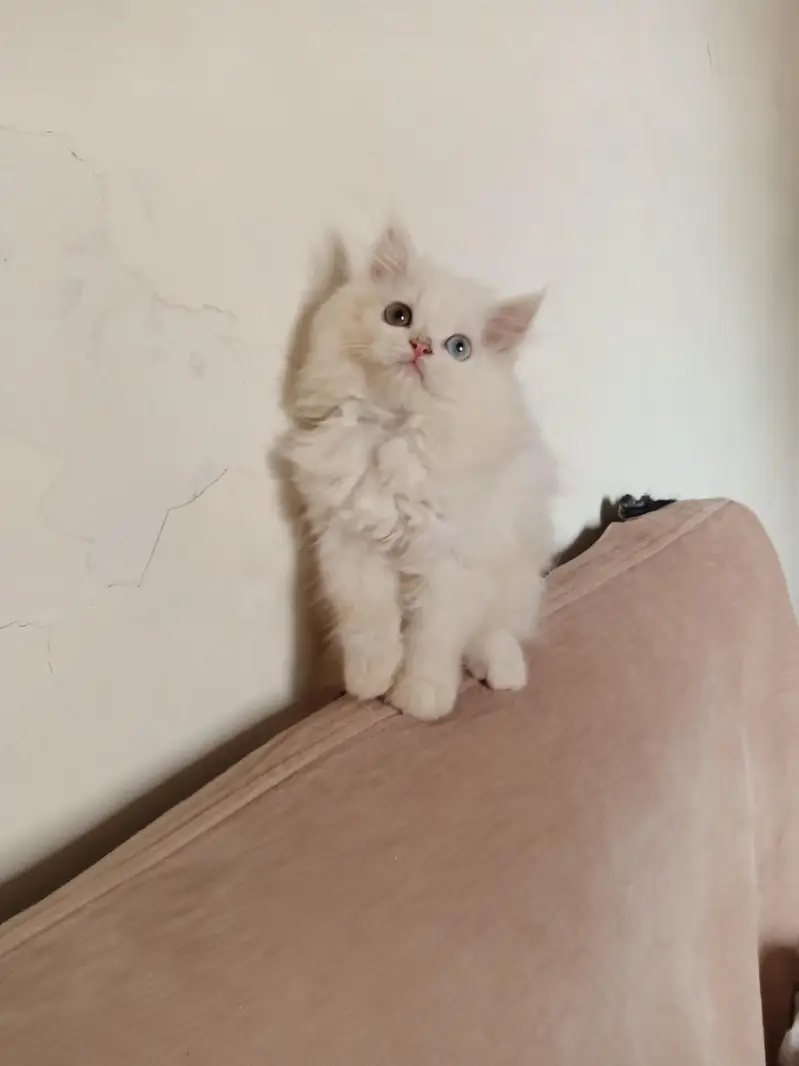 Persian Odd Eyes Female Triple Coated Kitten for Sale — photo 6