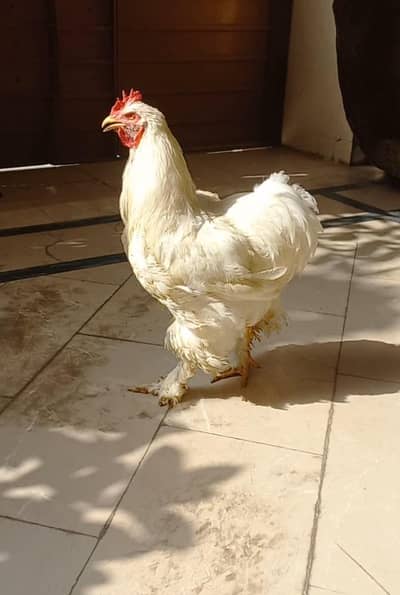 White Heavy Buff Male 03204143422