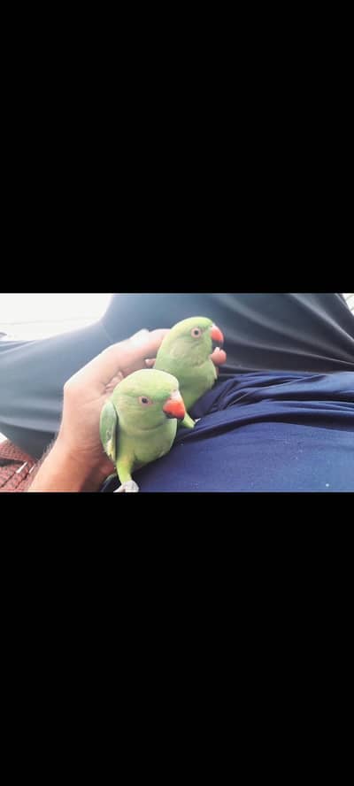 0 bite hand train baby pair