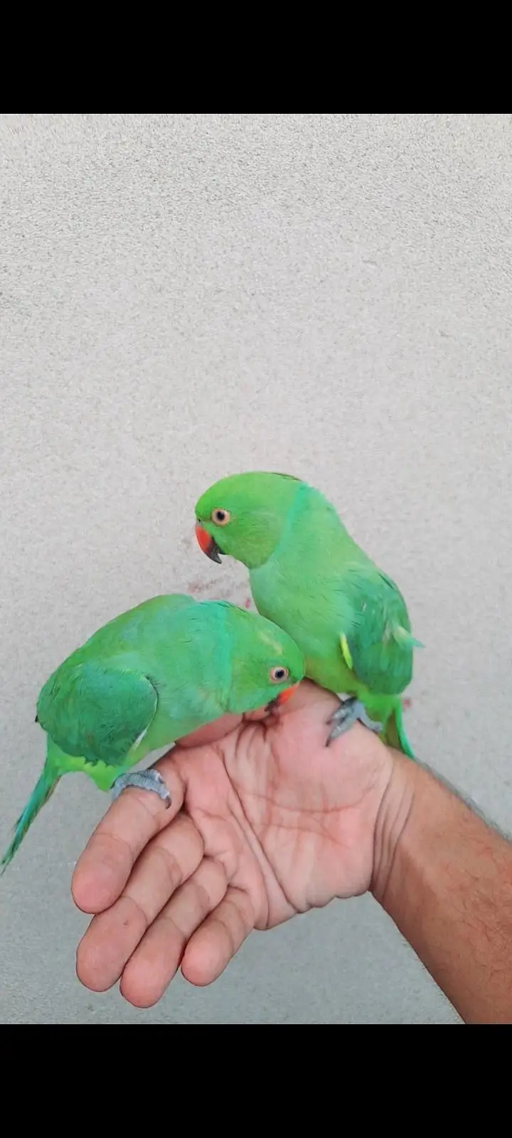 0 bite hand train baby pair — photo 2