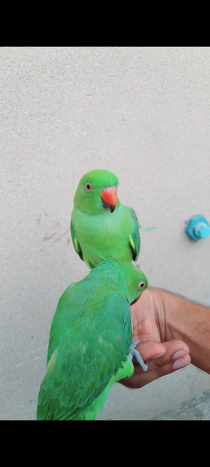 0 bite hand train baby pair — photo 3