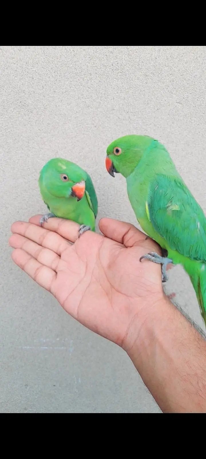 0 bite hand train baby pair — photo 4