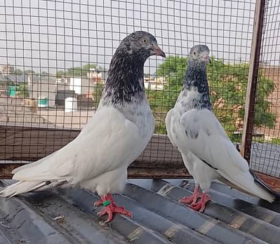Golden pair/ teedy pair/teedy ferozpuri cross