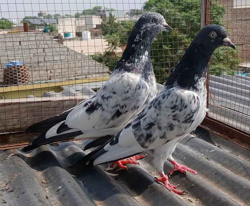Golden pair/ teedy pair/teedy ferozpuri cross — photo 2