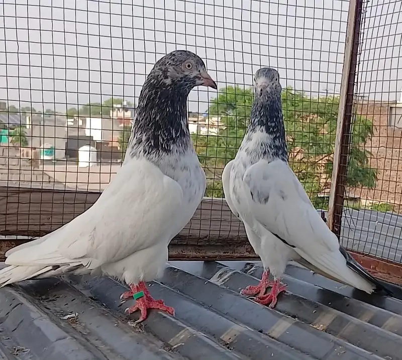 Golden pair/ teedy pair/teedy ferozpuri cross — photo 4
