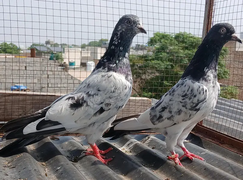 Golden pair/ teedy pair/teedy ferozpuri cross — photo 5