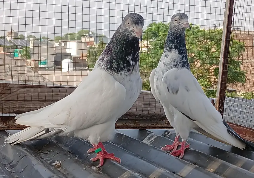 Golden pair/ teedy pair/teedy ferozpuri cross — photo 6
