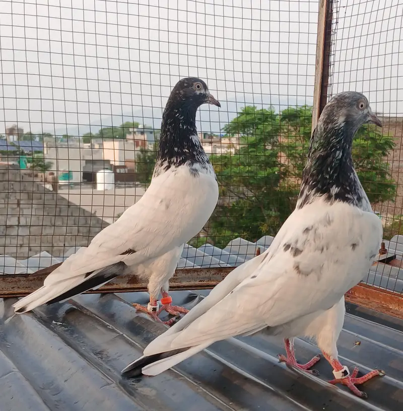 Golden pair/ teedy pair/teedy ferozpuri cross — photo 9
