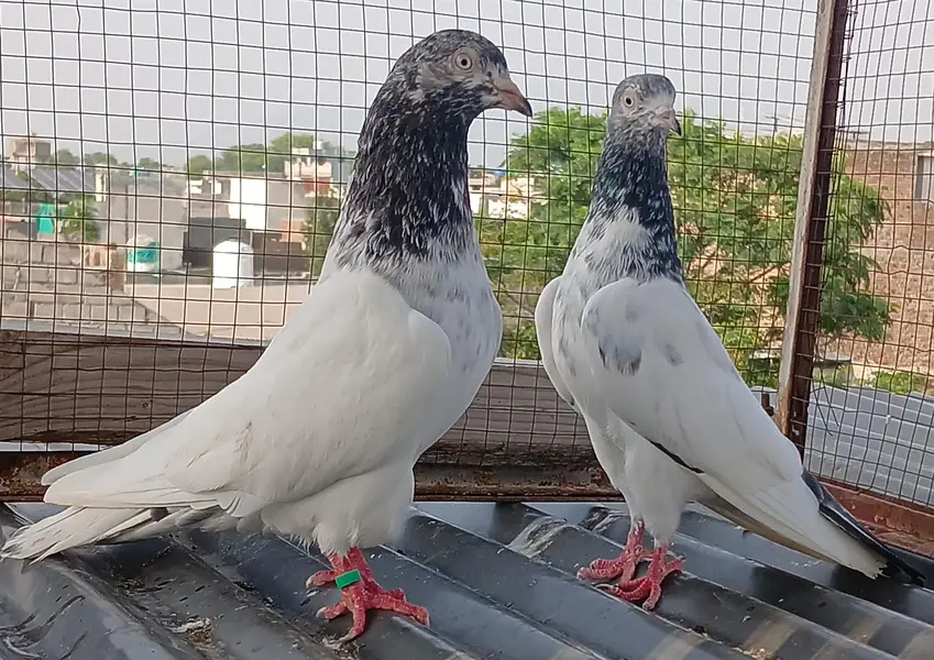 Golden pair/ teedy pair/teedy ferozpuri cross — photo 10