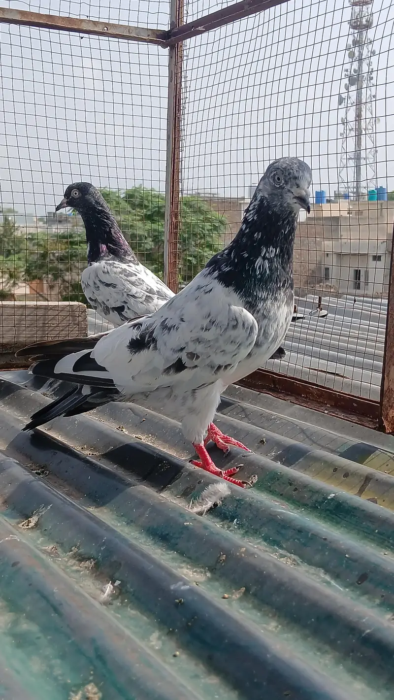 Golden pair/ teedy pair/teedy ferozpuri cross — photo 11