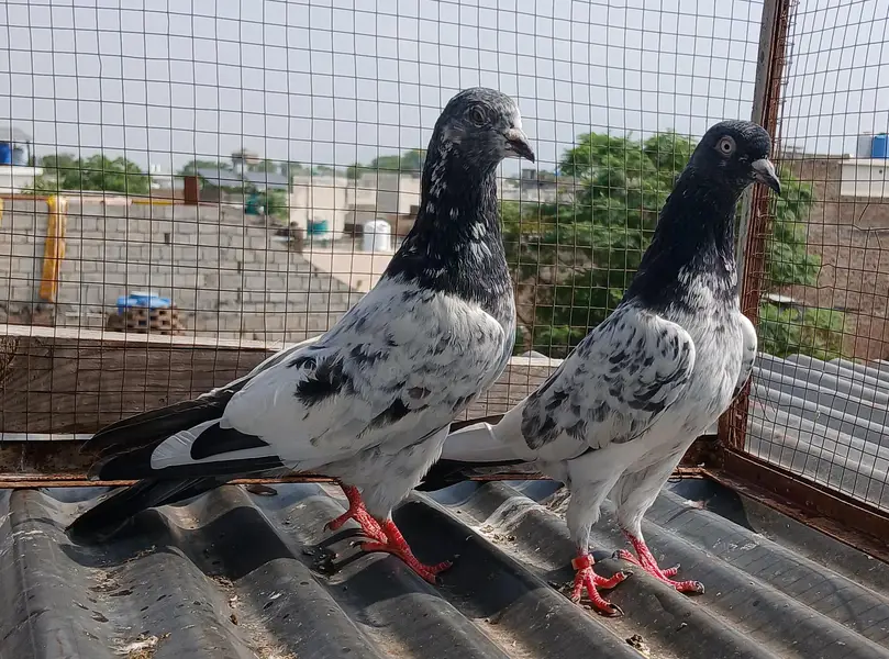 Golden pair/ teedy pair/teedy ferozpuri cross — photo 12