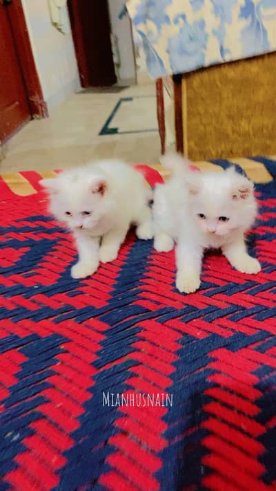 Beautiful White Persian Kittens Pair for Sale 