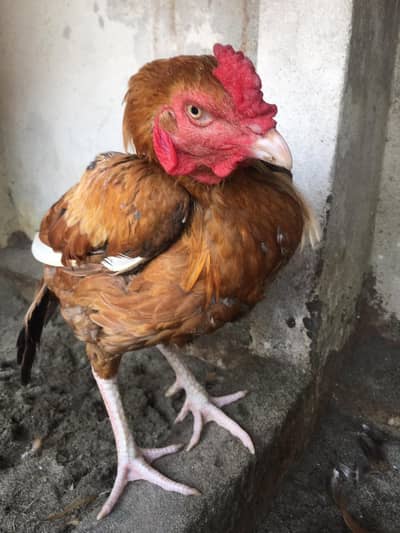 peela pure high quality bird
