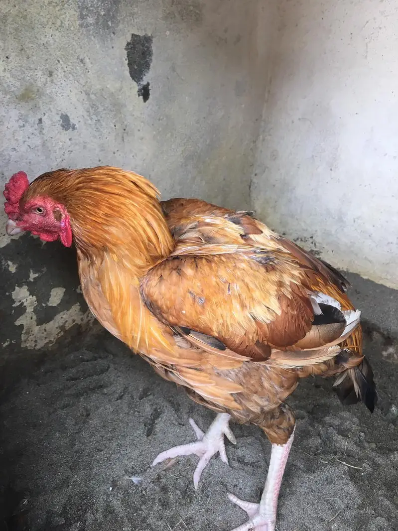peela pure high quality bird — photo 2