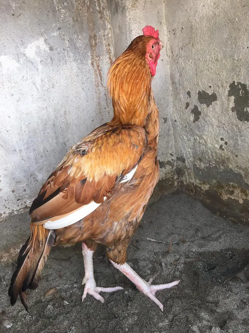 peela pure high quality bird — photo 3