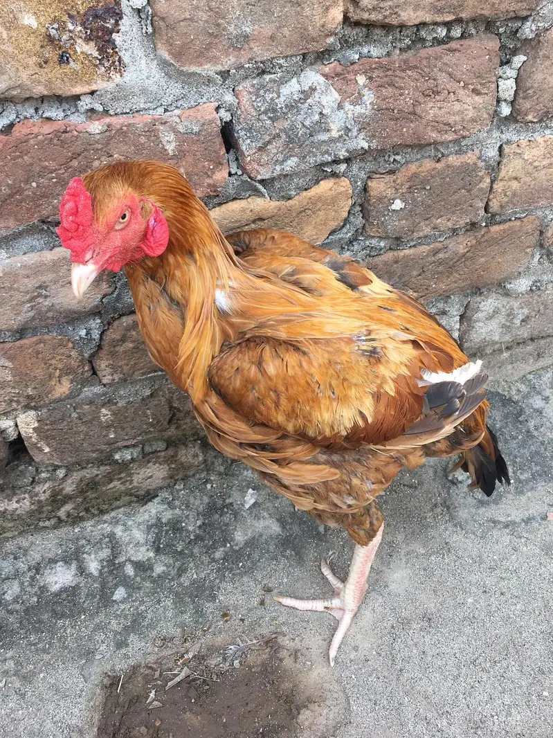 peela pure high quality bird — photo 4