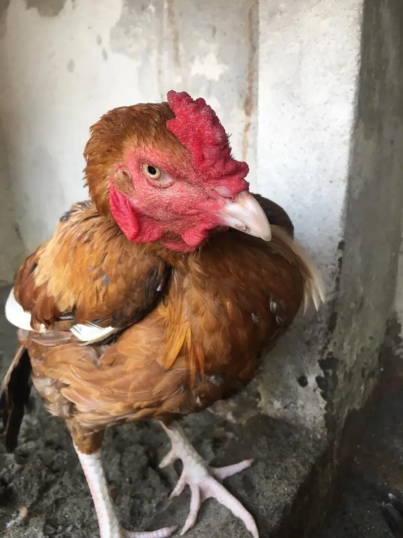 peela pure high quality bird — photo 5