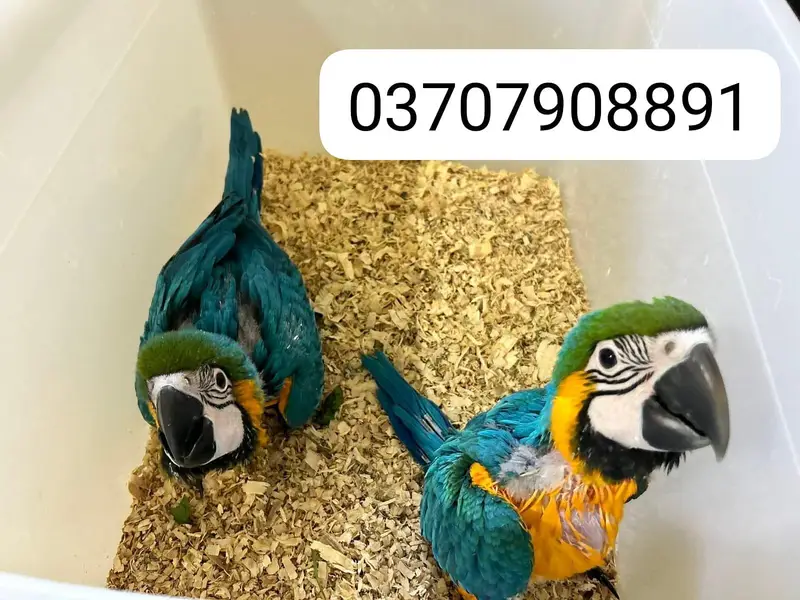 blue macaw parrot chips for sale 03707908891 — photo 2