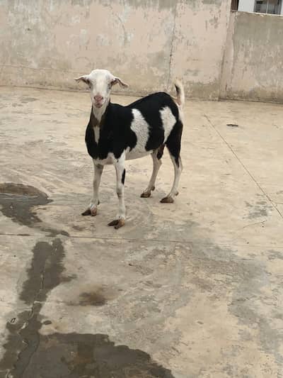 Bakri For Sale