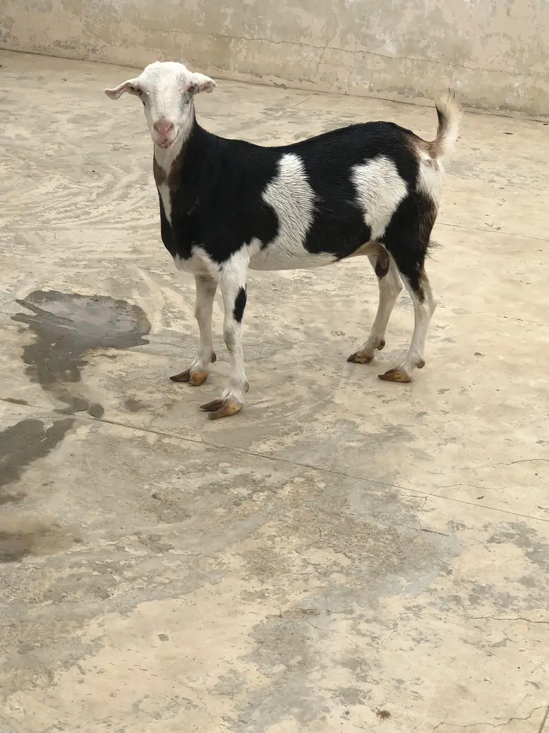 Bakri For Sale — photo 2
