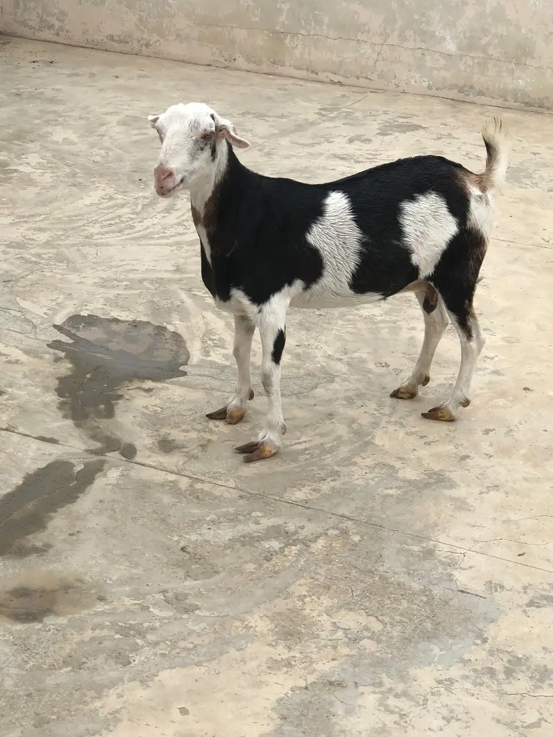 Bakri For Sale — photo 3
