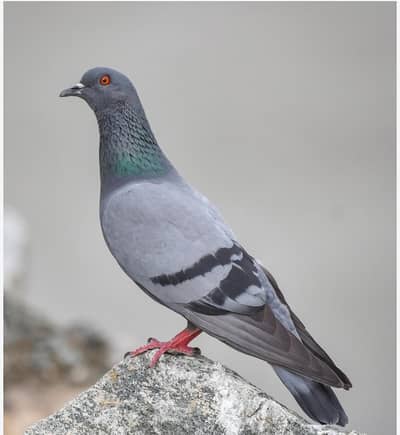 Black pigeons