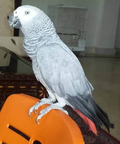 African grey parrot only WhatsApp 03484327443