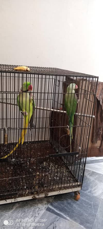 Kashmir raw talking breader pair