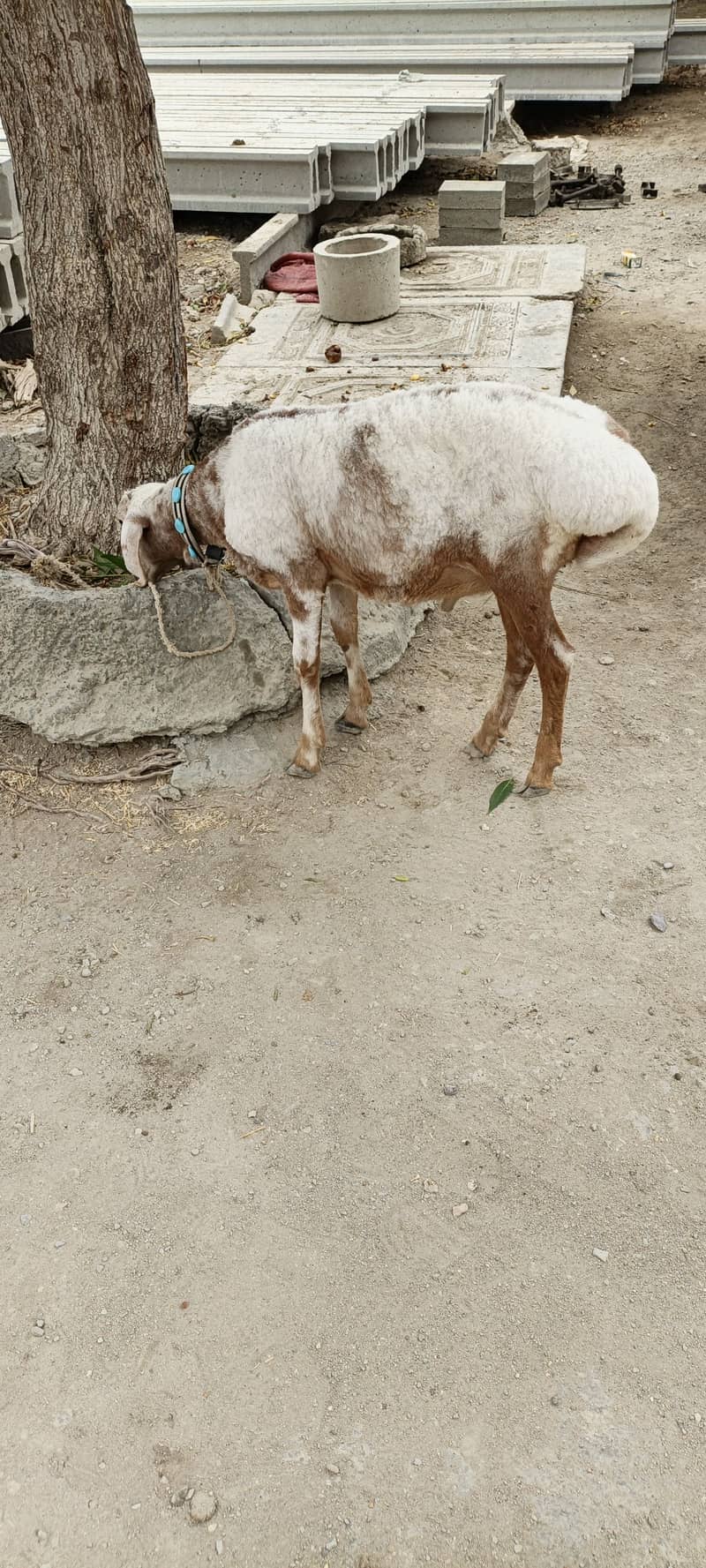 turkey dumba 0